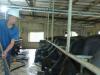 Bỏ nghề giáo về nuôi ‘cỗ máy sản xuất thịt nạc’, anh nông dân Thái Bình đút túi tiền tỉ mỗi năm