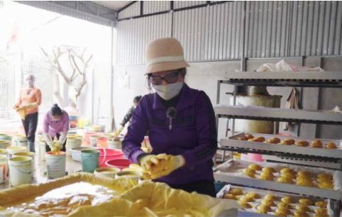 Bà Guốt làm giàu từ cây nghệ đỏ