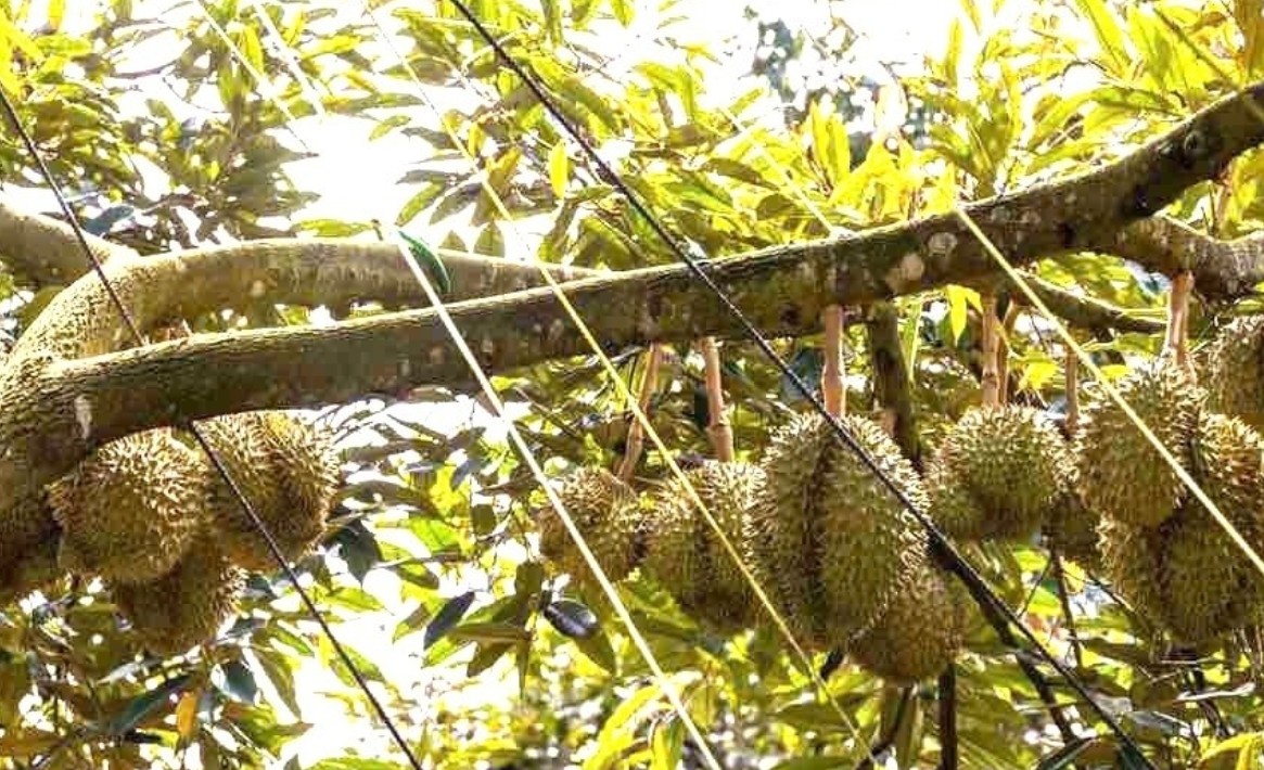 Bảo vệ nghiêm ngặt sầu riêng, Đắk Lắk gửi kiến nghị khẩn lên bộ
